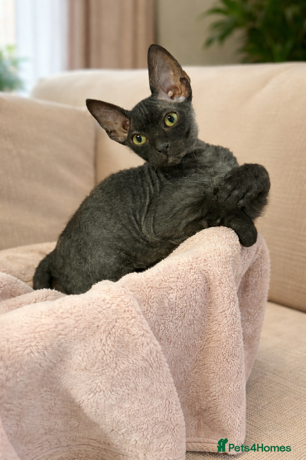 Mixed Breed cats Beautiful Velour Sphynx boy left 🖤 - Advert 2