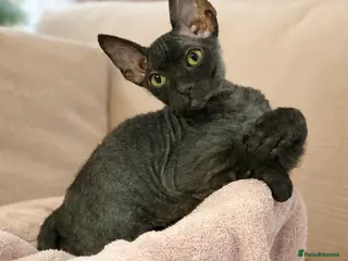 Mixed Breed cats Beautiful Velour Sphynx boy left 🖤 - Advert 2