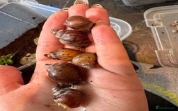 Snails invertebrates for sale: Giant African land snails  - Image 5