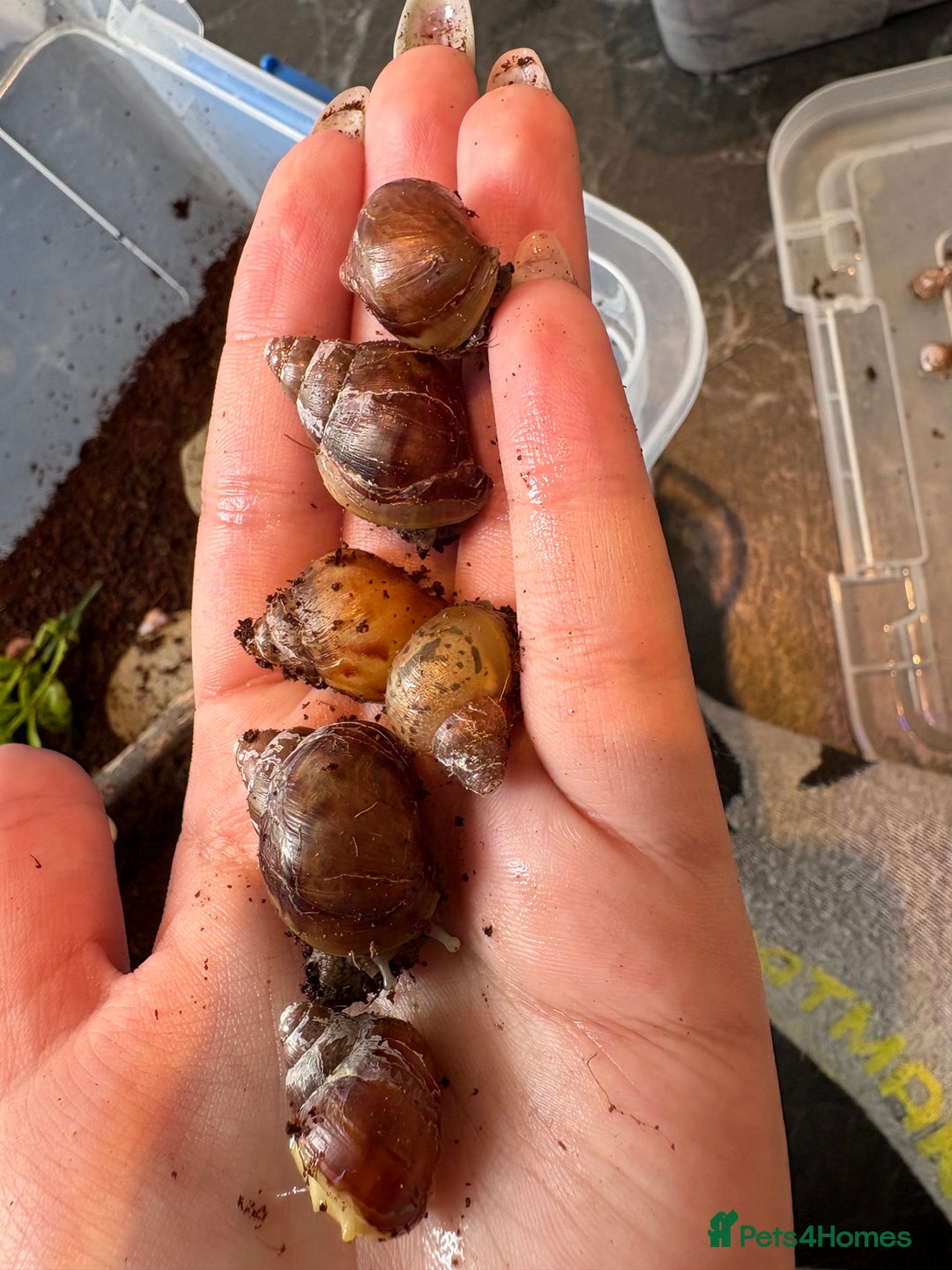 Snails invertebrates for sale: Giant African land snails  - Image 5