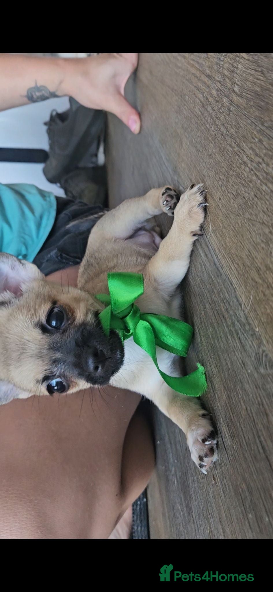 Chihuahua dogs Short haired chihuahuas  - Advert 15