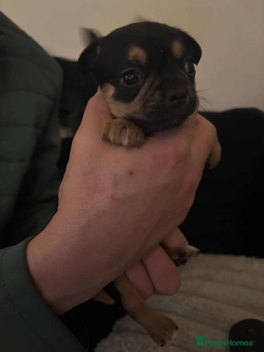 Chihuahua dogs for sale: Chihuahua Puppies - Advert 9