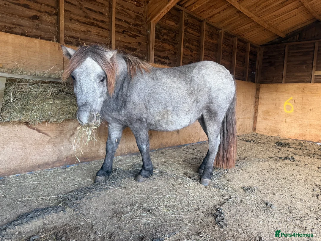 Shetland pony horses for sale: Beautiful Registered Grey Standard Shetland - Advert 2