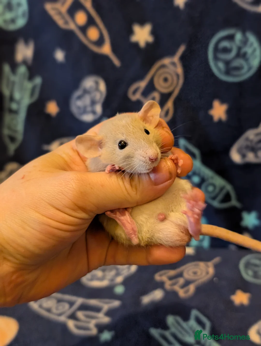 Rat rodents for sale: True dwarf rats  - Advert 1