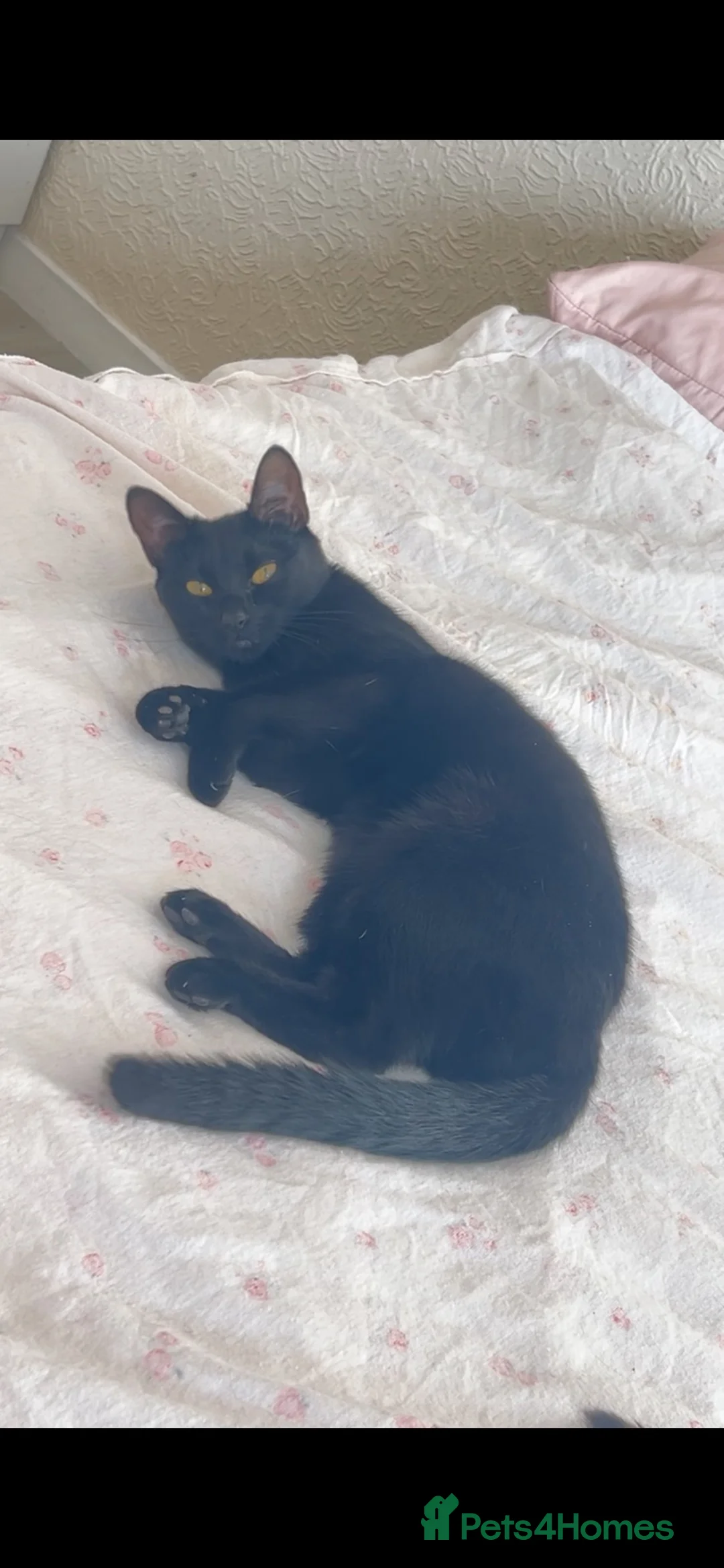 Mixed Breed cats for sale: 2 sister cats  in London - Advert 2