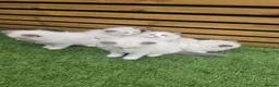 Ragdoll cats for sale: 💫Stunning Ragdoll Kittens 💫 - Advert 7