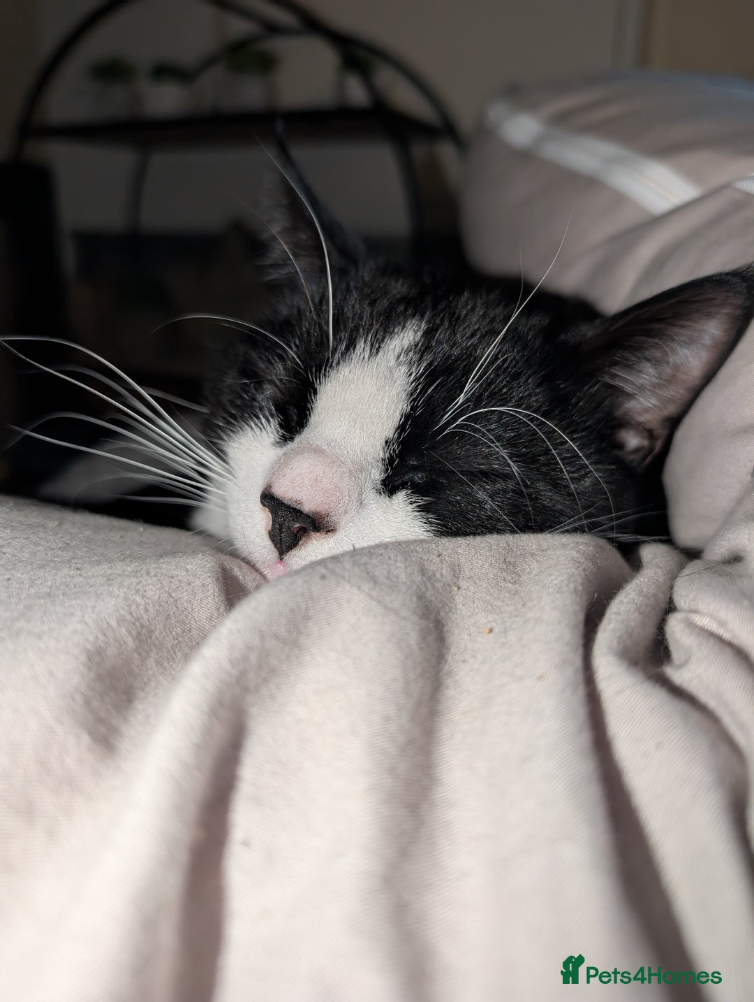 Mixed Breed cats for sale: Very loved 2 year old cat for urgent rehome - Image 2