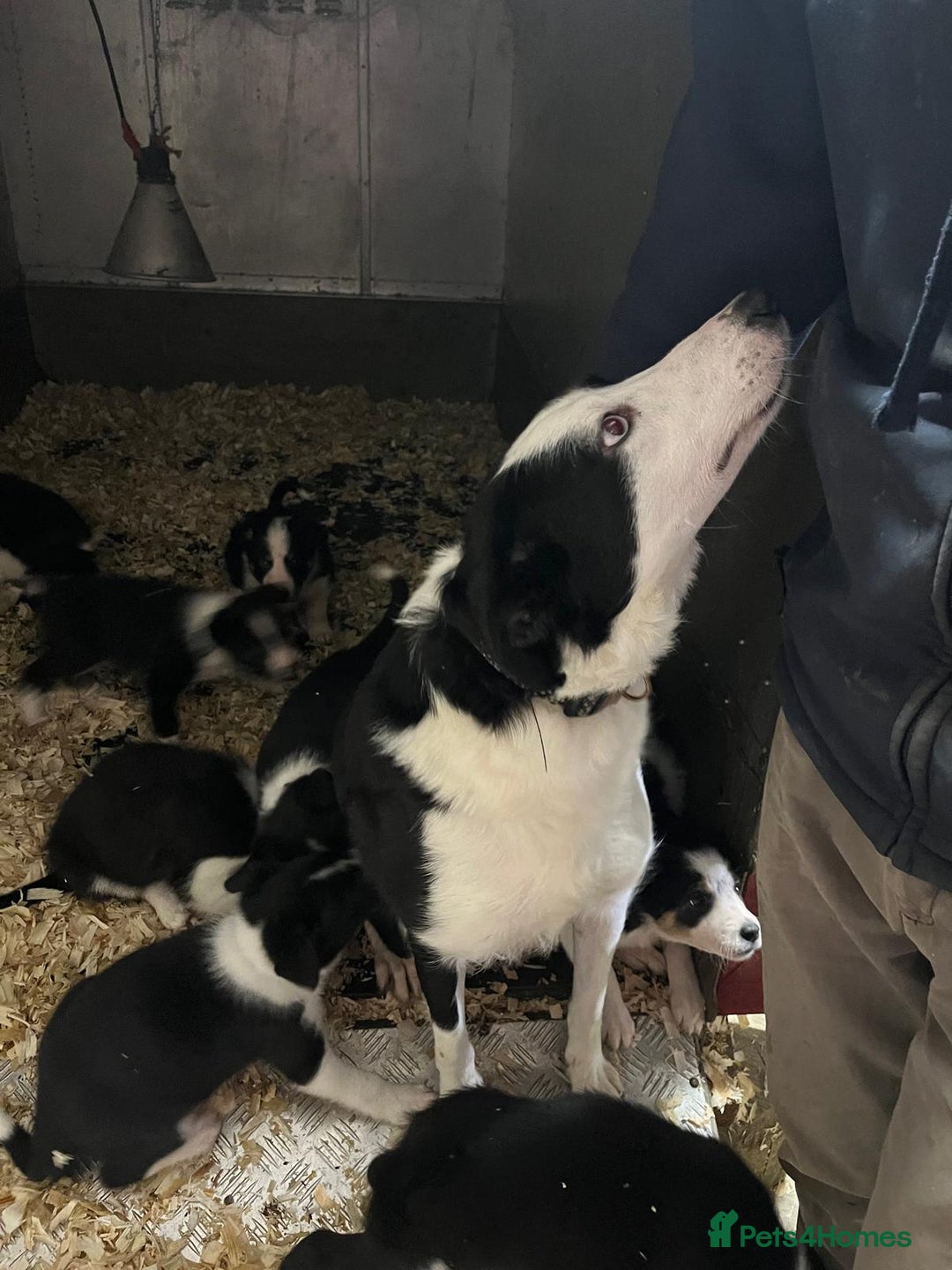 Border Collie dogs for sale: Adorable ISDS Border Collie Puppies - Advert 5