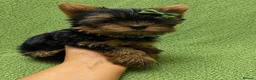 Yorkshire Terrier dogs for sale: SMALL GIRL ONE LEFT - Advert 16
