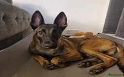 Belgian Shepherd Dog dogs for sale: 6 month old mali boy - Image 2