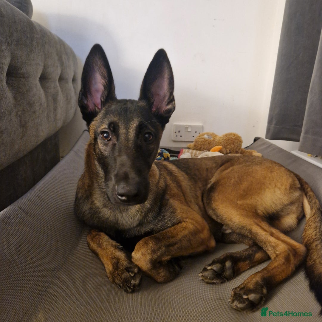 Belgian Shepherd Dog dogs for sale: 6 month old mali boy - Image 2