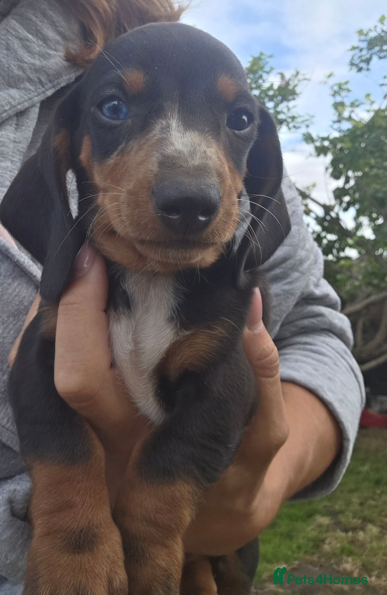 Dachshund dogs KC reg Standard Dachshund Puppies - Advert 2