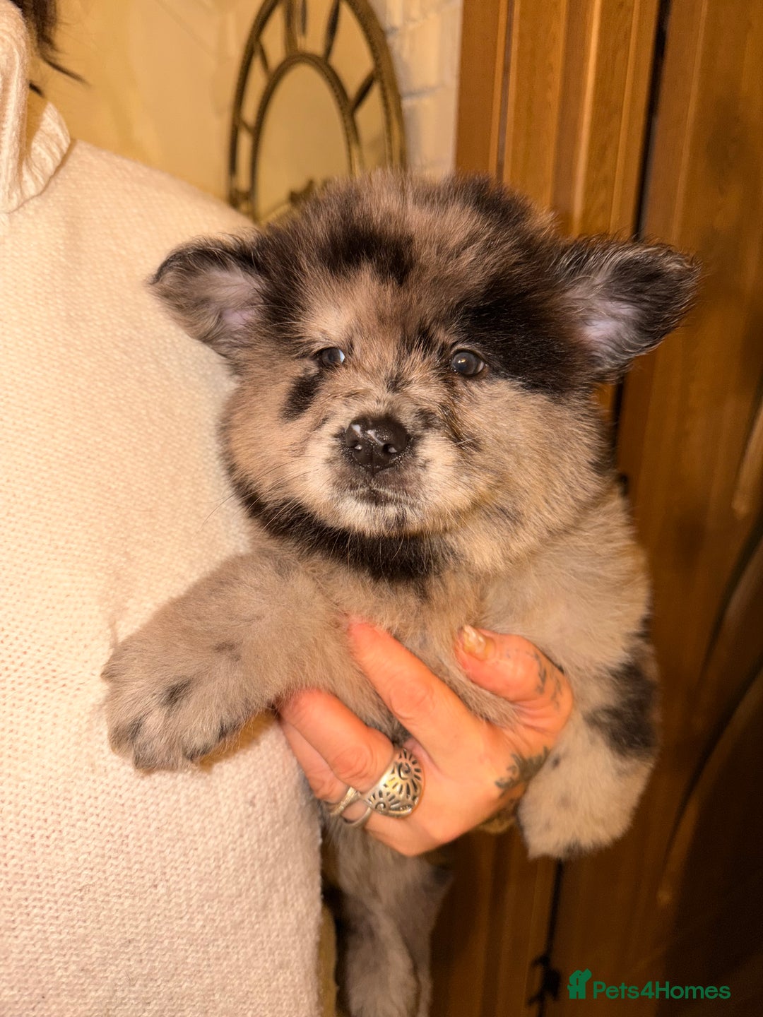 Mixed Breed dogs for sale: 🧸CHOW SHEPHERDS🧸 little bears ready now! - Advert 5