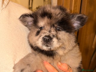 Mixed Breed dogs 🧸CHOW SHEPHERDS🧸 little bears ready now! - Advert 9