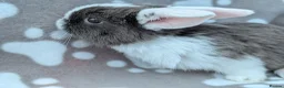 Mini Lop rabbits for sale: Mini Lop Rabbits - Advert 10