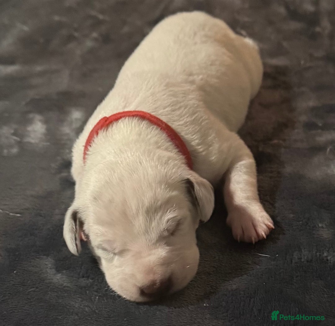 Dalmatian dogs for sale: KC Registered Dalmatian pups! - Advert 28