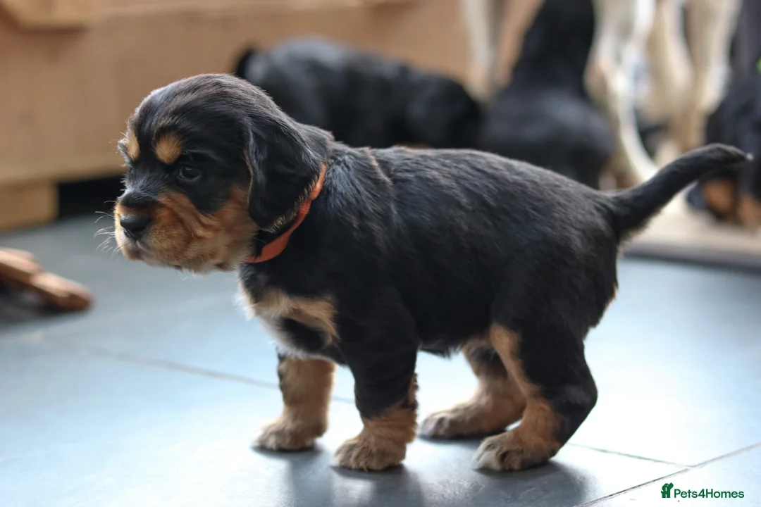 Sprocker dogs for sale: Sprocker Spaniel Puppies  - Advert 7