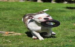 American Bulldog dogs for sale: Rescue Ozzy  - Image 23