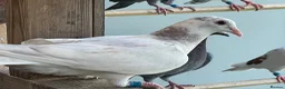 Pigeons birds for sale: 2026 Young Racing Pigeons  in Chesterfield - Advert 6
