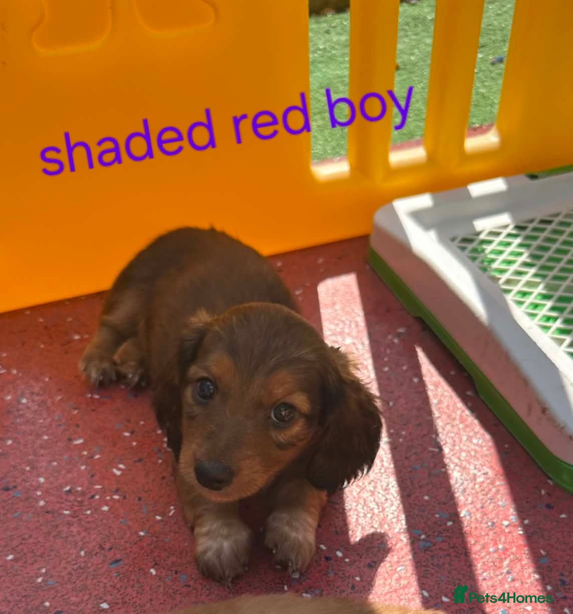 Dachshund dogs  Stunning Miniature longhaired dachshund puppies  - Advert 2