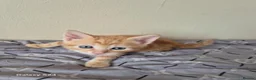 Mixed Breed cats for sale: 🐾 Beautiful Kittens Looking for Loving Homes 🐾 in Willenhall - Advert 21