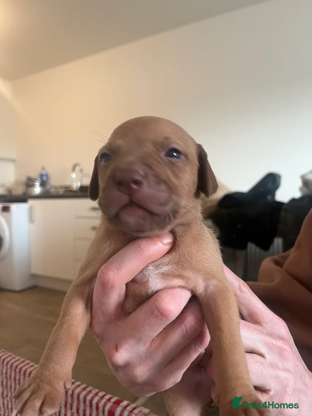 Mixed Breed dogs for sale: blue staff cross american bulldog  - Advert 13