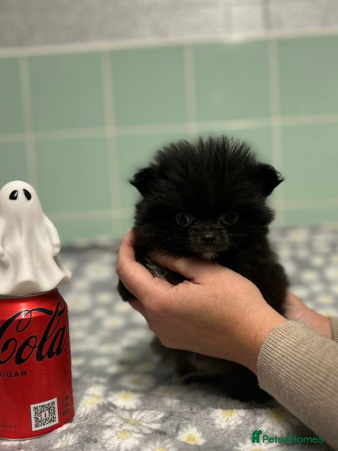 Pomeranian dogs for sale: Beautiful Pomeranian puppies  - Image 34