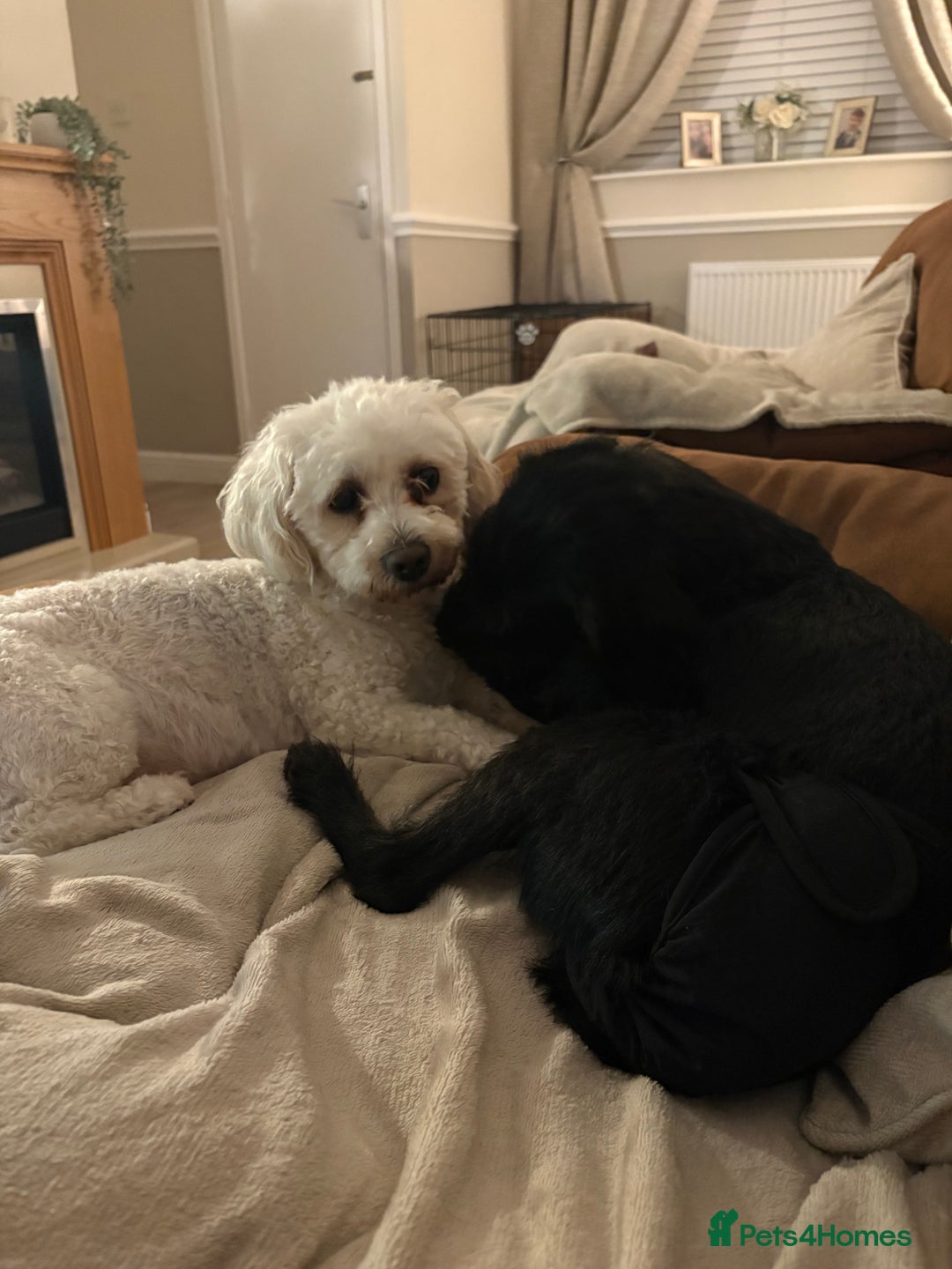 Bichon Frise dogs for sale: Sadie 3 years old  - Advert 3