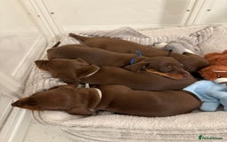 Miniature Dachshund dogs for sale: 4 mini chocolate tan male dachshund puppies - Image 2