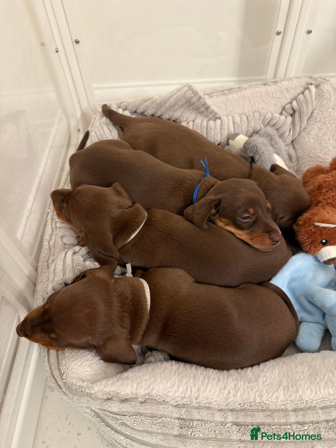 Miniature Dachshund dogs for sale: 4 mini chocolate tan male dachshund puppies - Image 2