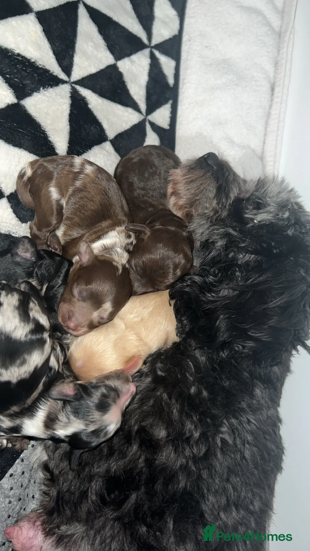 Cavapoo dogs for sale: Gorgeous f1b cavapoo puppies in Ebbw Vale - Advert 2