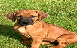 Rhodesian Ridgeback dogs for sale: Rhodesian Rigeback puppies for sale in Deeside - Image 2
