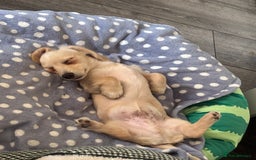 Miniature Dachshund dogs for sale: 2 miniature daschunds for sale  - Image 4