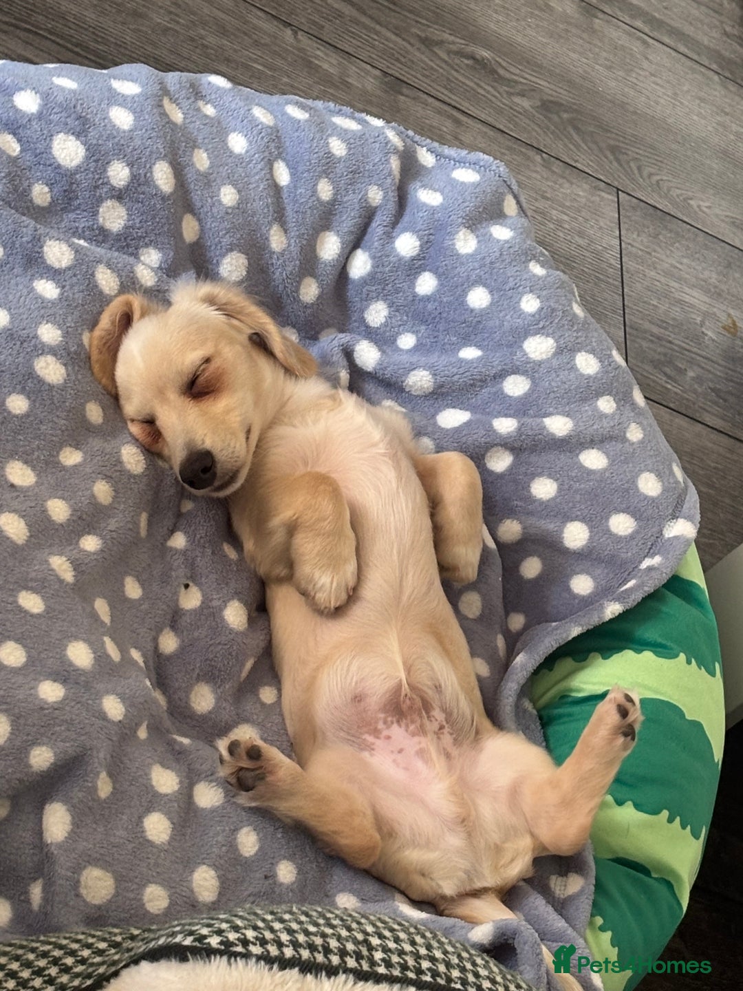 Miniature Dachshund dogs for sale: 2 miniature daschunds for sale  - Image 4