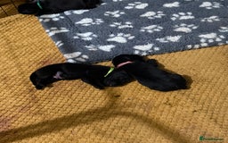 Mixed Breed dogs for sale: Mastador pups - Image 6