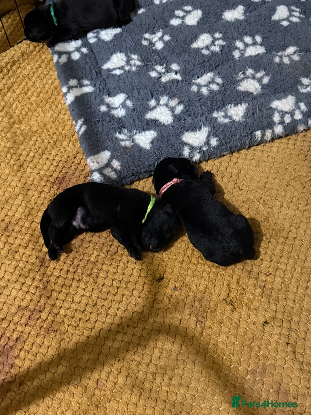 Mixed Breed dogs for sale: Mastador pups - Image 6
