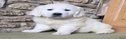 Golden Retriever dogs for sale: Lovely chunky cream puppies  - Advert 17