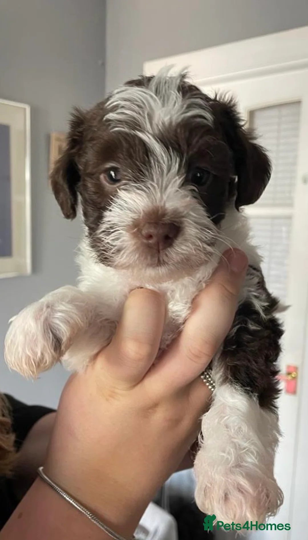 Schnoodle dogs for stud: STUNNING CHOC/WHITE MIN SCHNAUZER AT STUD in Coventry - Advert 14