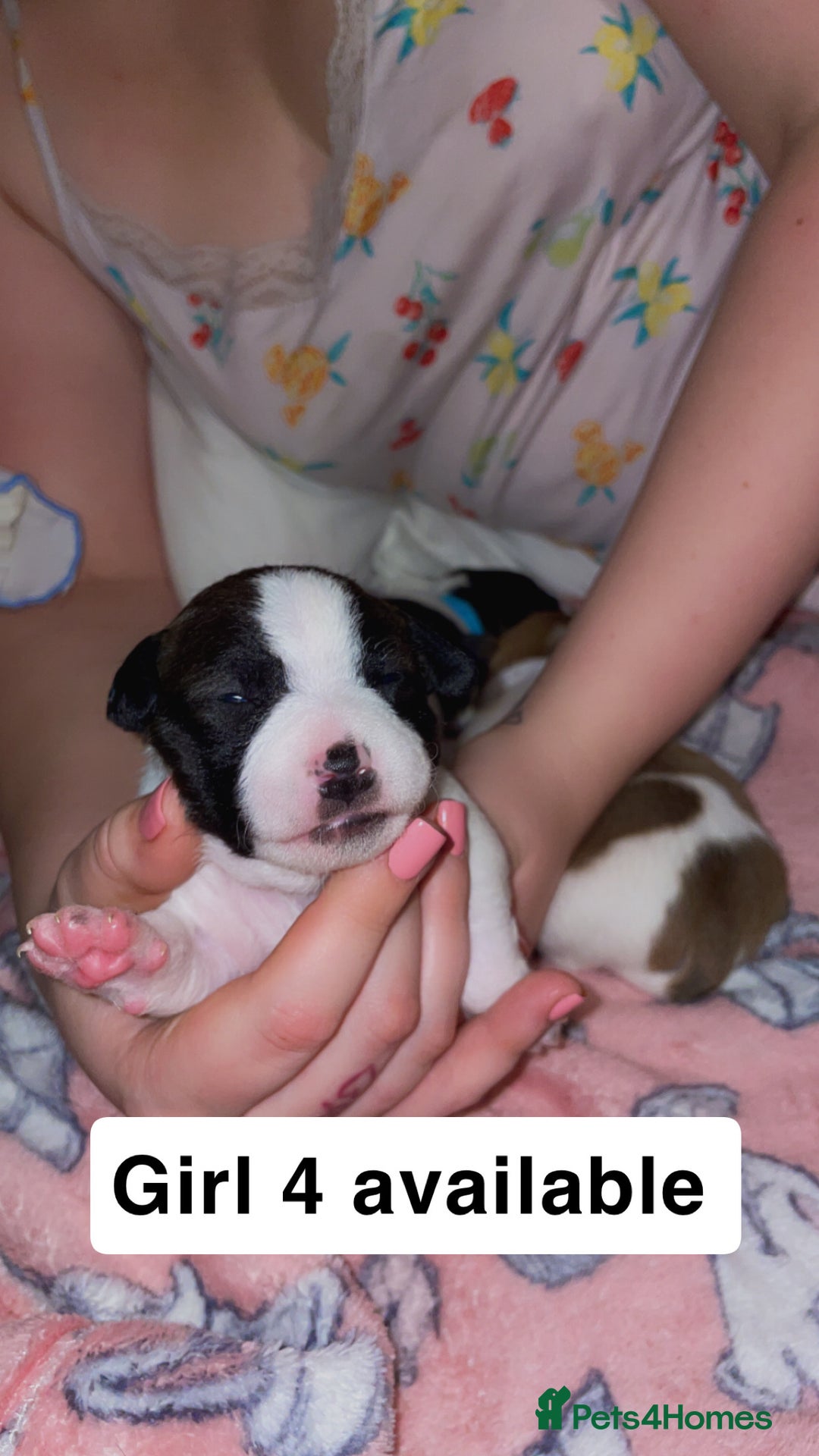 Jack Russell dogs for sale: Jack Russell Terriors  - Advert 3