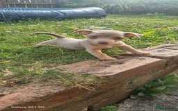Jack Russell dogs for sale: Miniature jack Russell's READY NOW  - Image 9