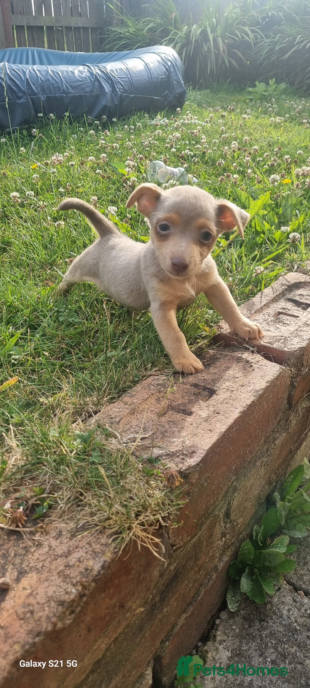 Jack Russell dogs for sale: Miniature jack Russell's READY NOW  - Image 9