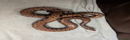 Boa Snake reptiles for sale: Brazilian rainbow boa snake - Advert 1