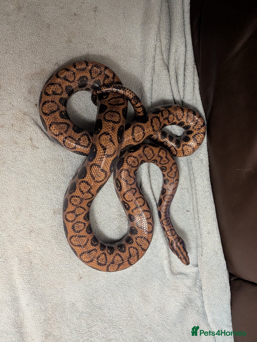 Boa Snake reptiles for sale: Brazilian rainbow boa snake - Advert 1