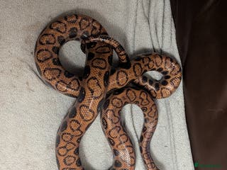 Boa Snake reptiles Brazilian rainbow boa snake - Advert 1