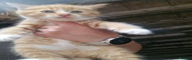 Mixed Breed 2