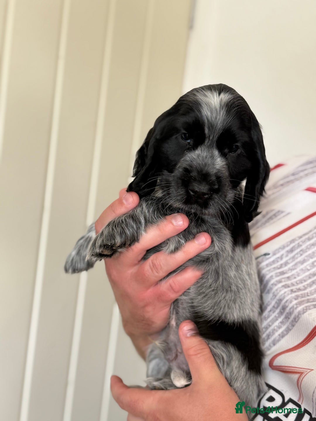 Cocker Spaniel dogs for sale: Beautiful litter of Show Cockers - 5 remaining - Image 34