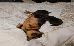 Mixed Breed dogs for sale: 3 chorkie boys left for sale - Image 5