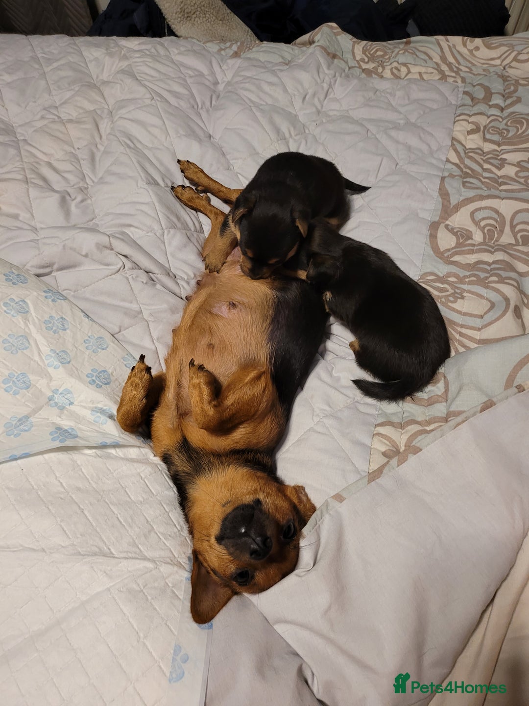Mixed Breed dogs for sale: 3 chorkie boys left for sale - Image 5
