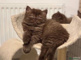 British Longhair cats Longhair chocolate male - Advert 3
