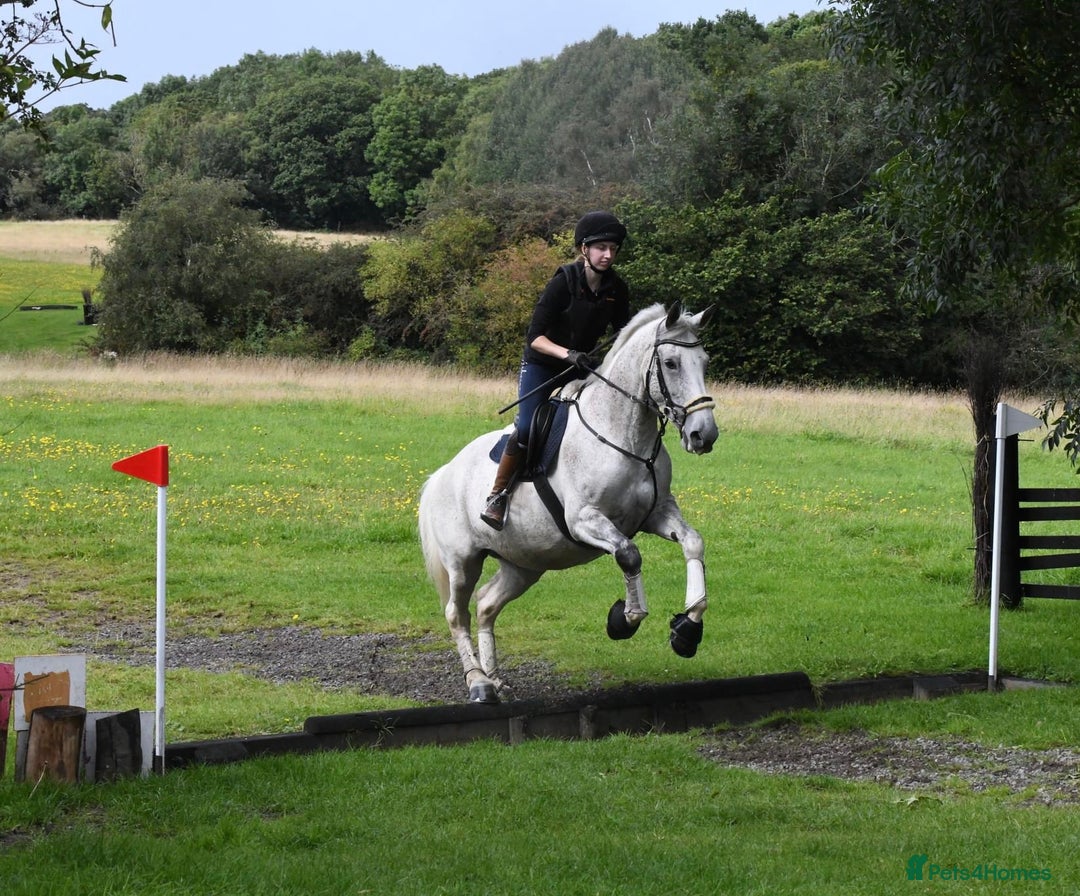 English Warmblood horses for sale: 16hh Schoolmistress  - Image 15